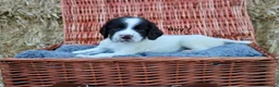 English Springer Spaniel dogs for sale: 1 boy left. Heath Tested Springer Spaniel Pups - Advert 20