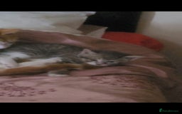 Turkish Angora cats for sale: Turkish Angora kitten for sale  - Image 3