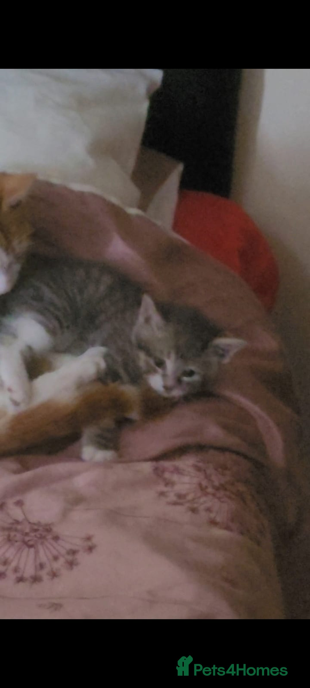 Turkish Angora cats for sale: Turkish Angora kitten for sale  - Image 3