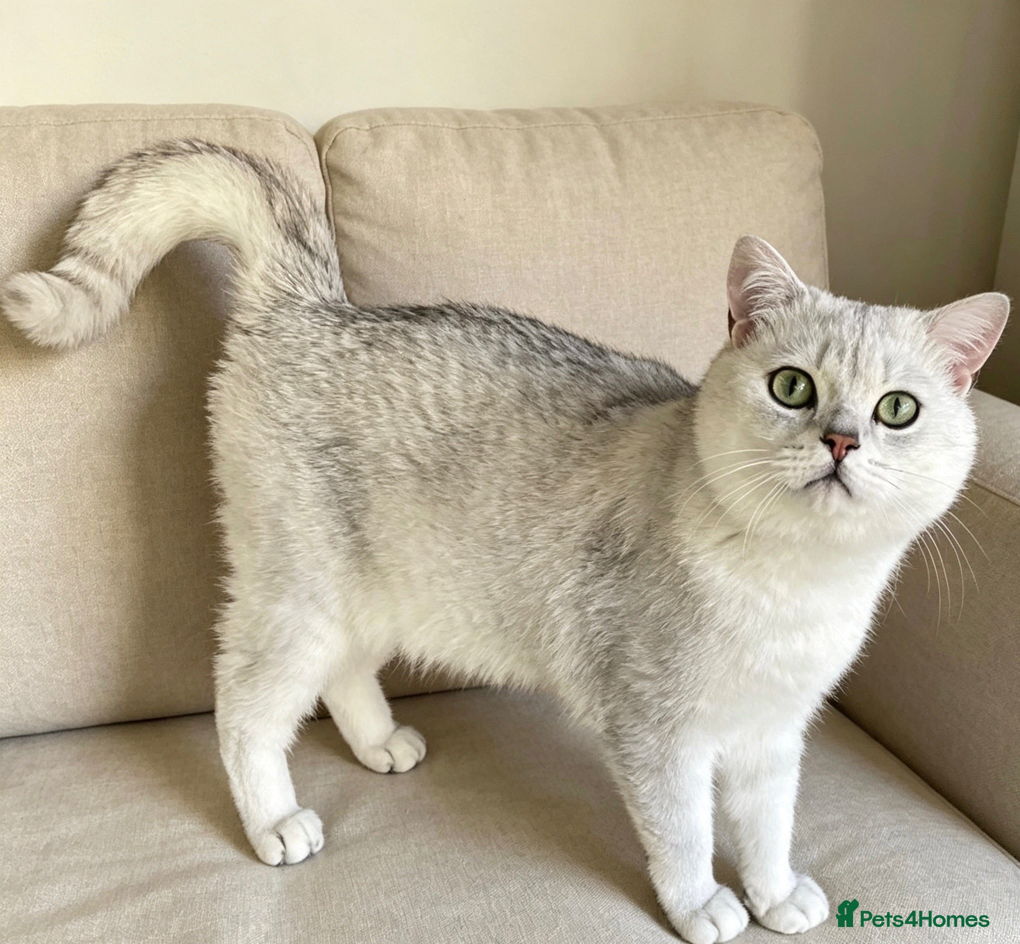 British Shorthair cats Stunning BSH GCCF Registered Boy - Advert 1