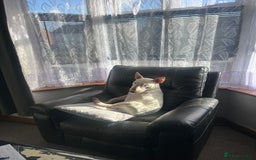 English Bull Terrier dogs for sale: English bulterier for good home - Advert 1