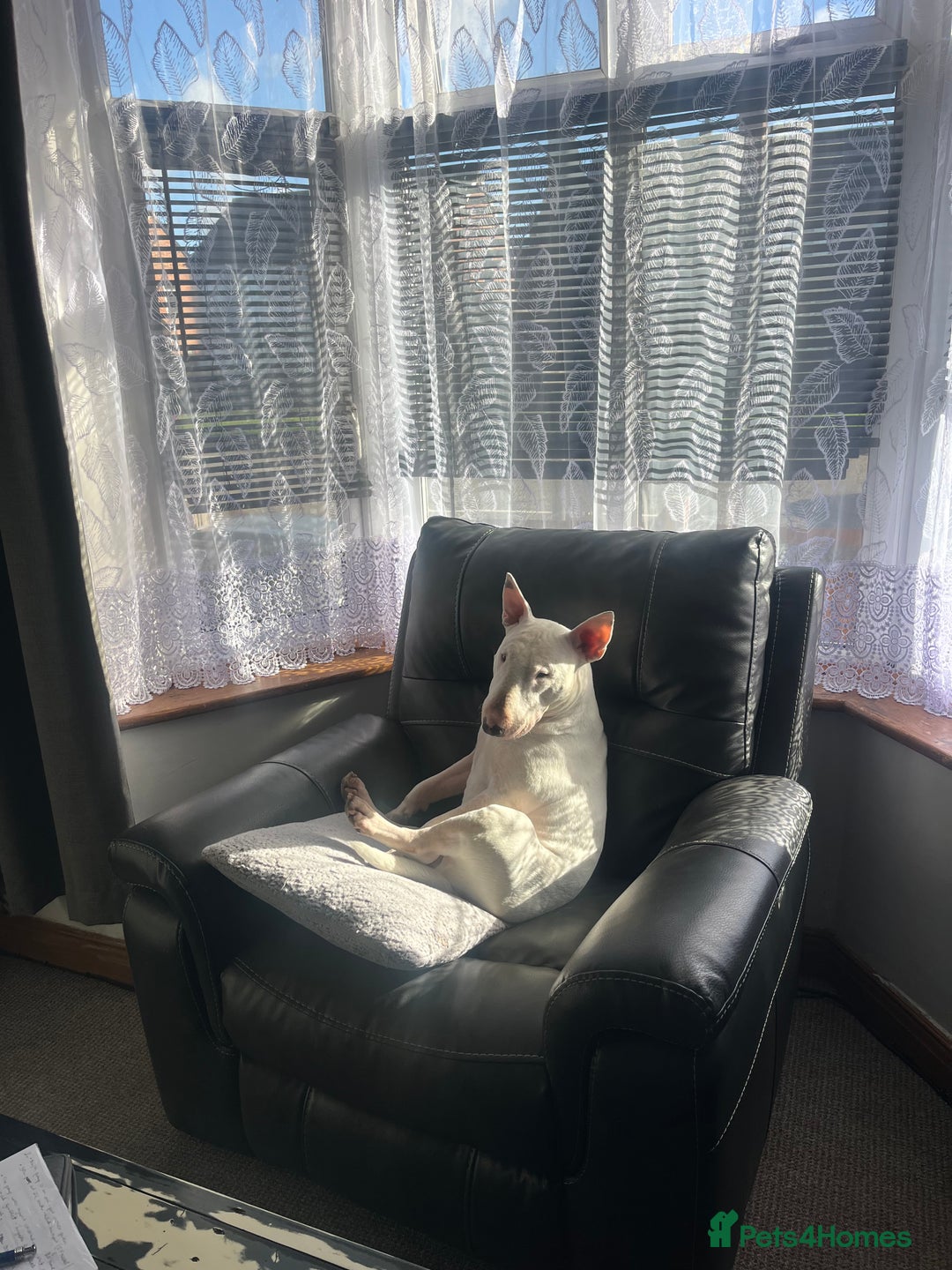 English Bull Terrier dogs for sale: English bulterier for good home - Advert 1