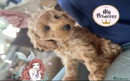 Cockapoo dogs for sale: F1 Cockapoo’s DNA Health Tested Parents - Image 5