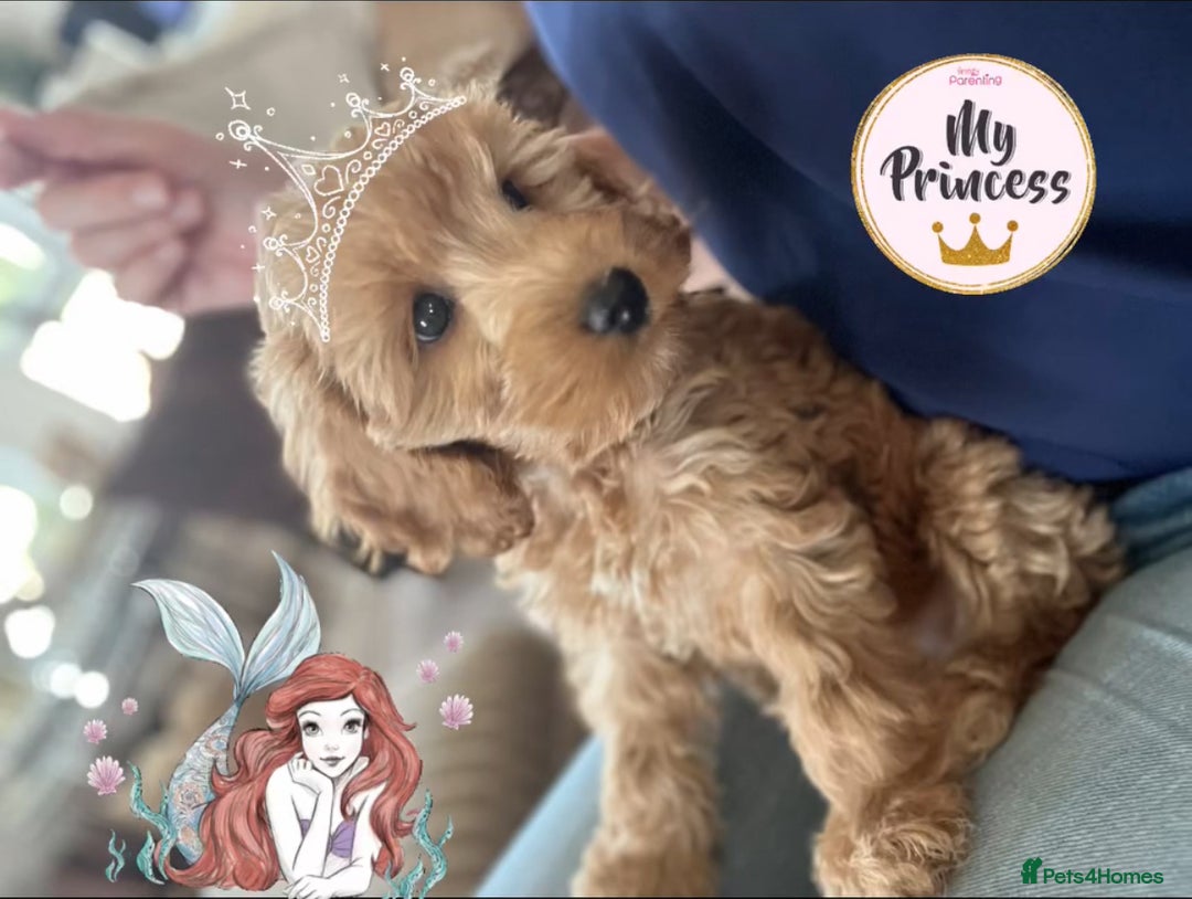 Cockapoo dogs for sale: F1 Cockapoo’s DNA Health Tested Parents - Image 5