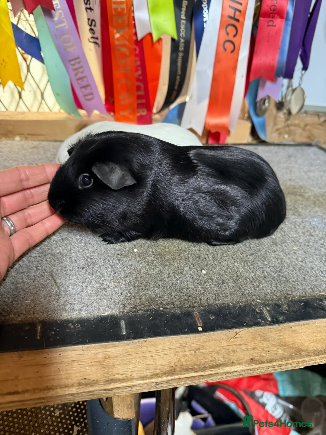 Guinea Pig rodents for sale: 2 x bonded baby boys  - Advert 6