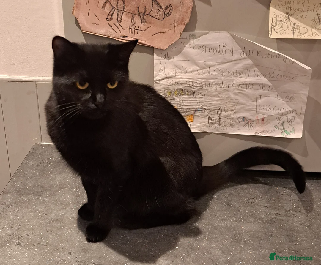 British Shorthair cats for sale: Female Black Short Haired Cat - 1 Year Old - Advert 1