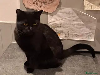 British Shorthair cats Female Black Short Haired Cat - 1 Year Old - Advert 1