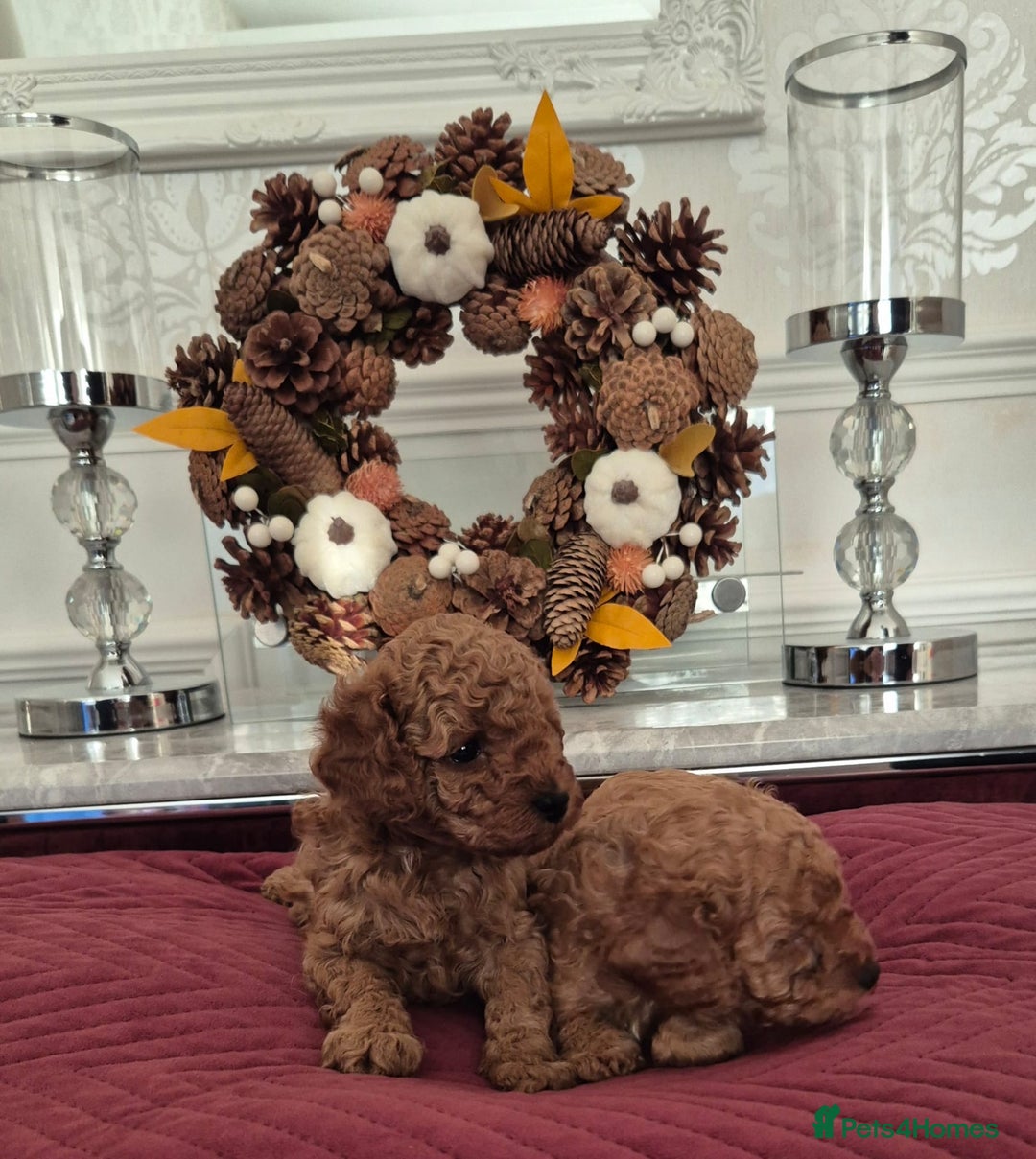 Cavapoo dogs for sale: HEALTH TESTED F1B CAVERPOO PUPPIES  - Image 4