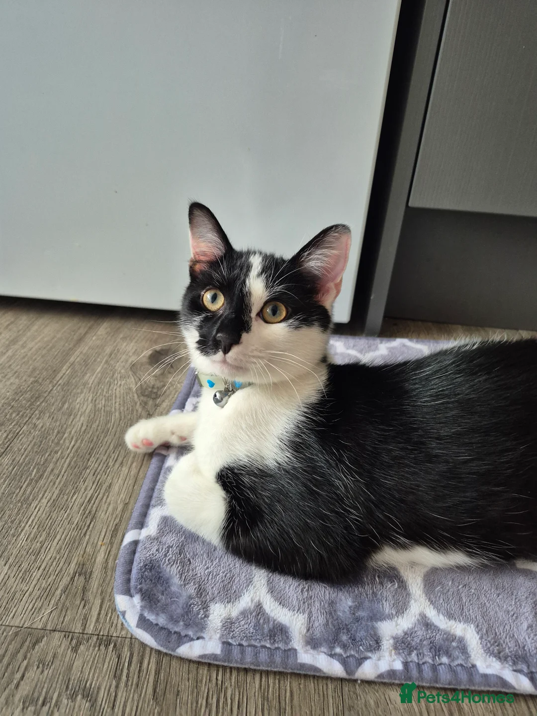 Mixed Breed cats for sale: Mickey  in Farnborough - Advert 1