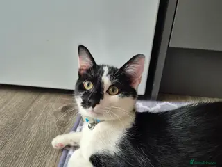 Mixed Breed cats Mickey - Advert 1