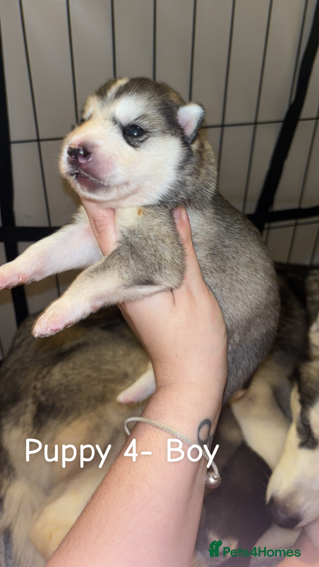 Siberian Husky dogs for sale: 6 Beautiful Siberian Husky’s ❤️ - Advert 23