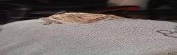 Bearded Dragon reptiles for sale: 3 crested geckos and enclosure. - Advert 4