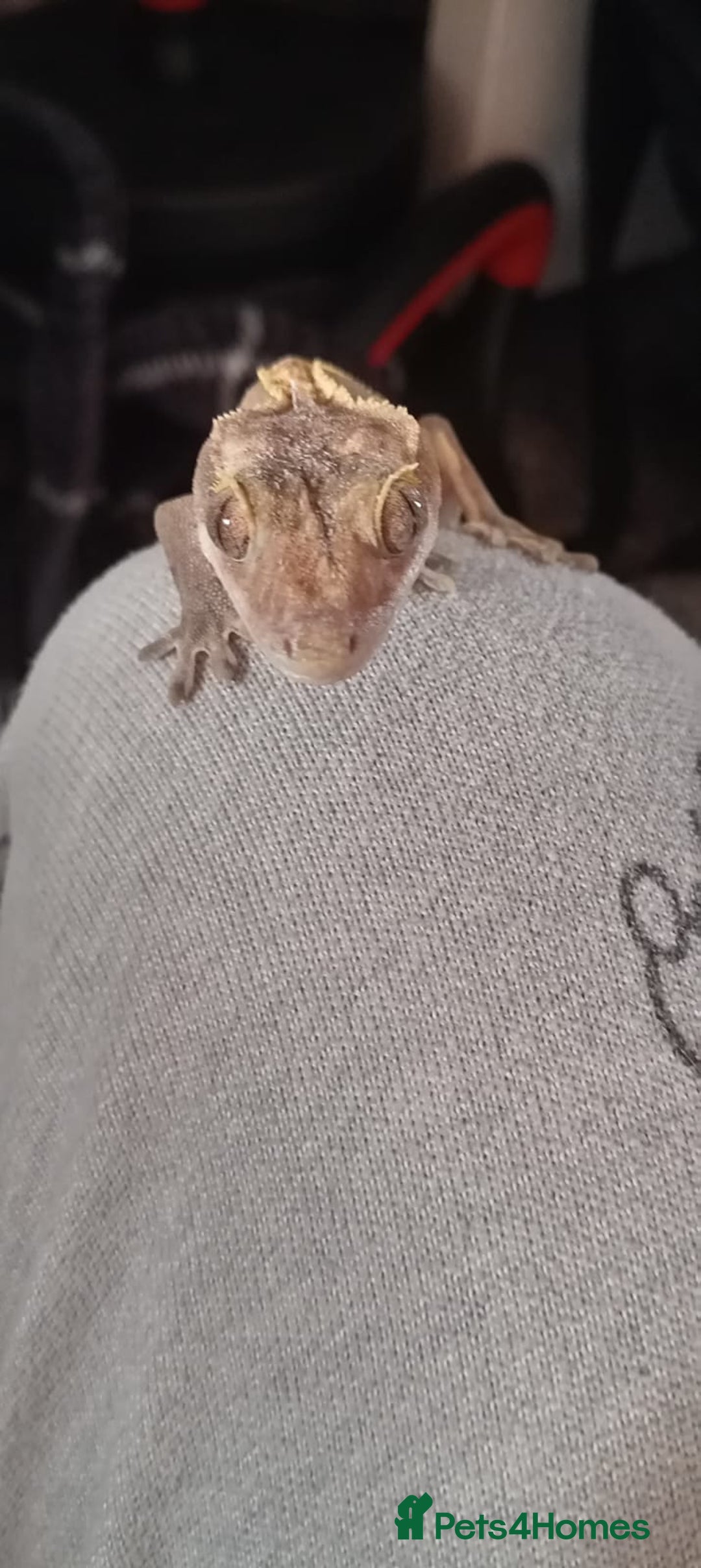 Bearded Dragon reptiles for sale: 3 crested geckos and enclosure. - Advert 4