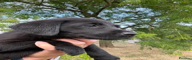 Labrador Retriever 6