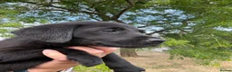 Labrador Retriever dogs for sale: 🖤🧡Fabulous Puppies Looking for a 5⭐️ home  - Advert 12