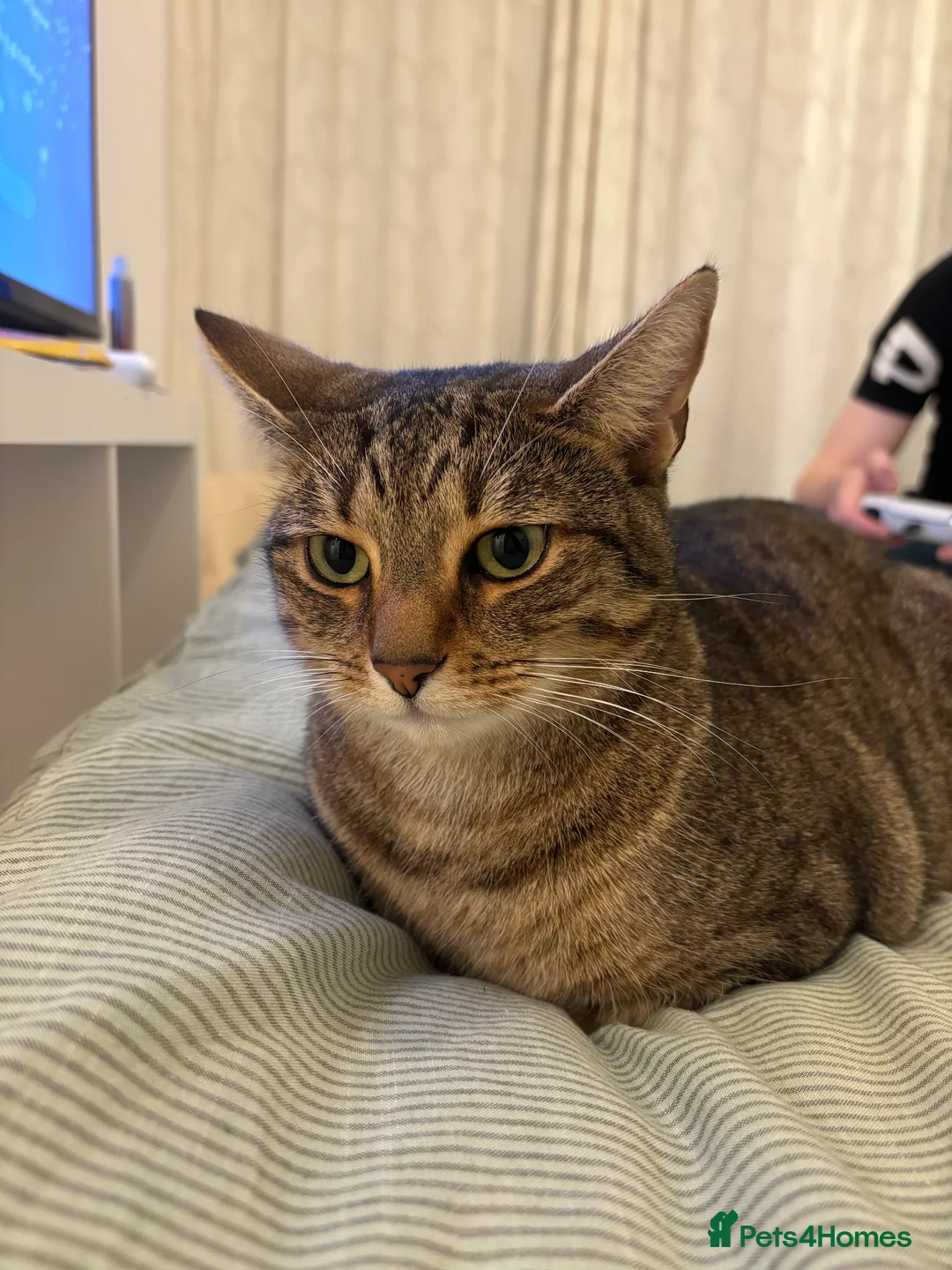 Mixed Breed cats for sale: Tabby female cat  - Advert 1