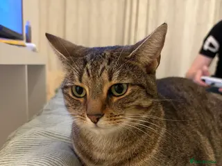 Mixed Breed cats Tabby female cat - Advert 2