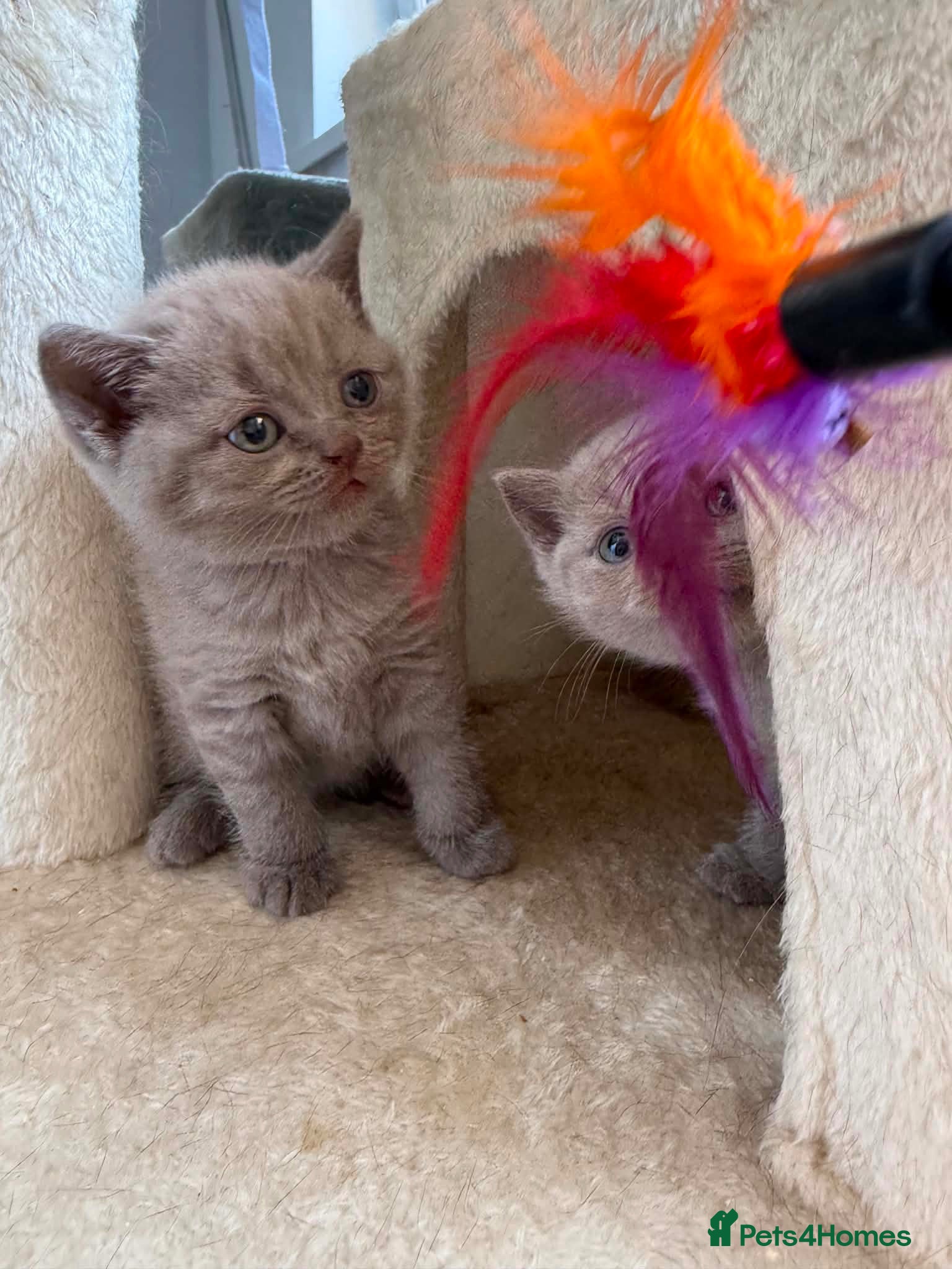 Scottish Fold cats 😻Scottish fold chocolate and lilac kittens😻 - Advert 2