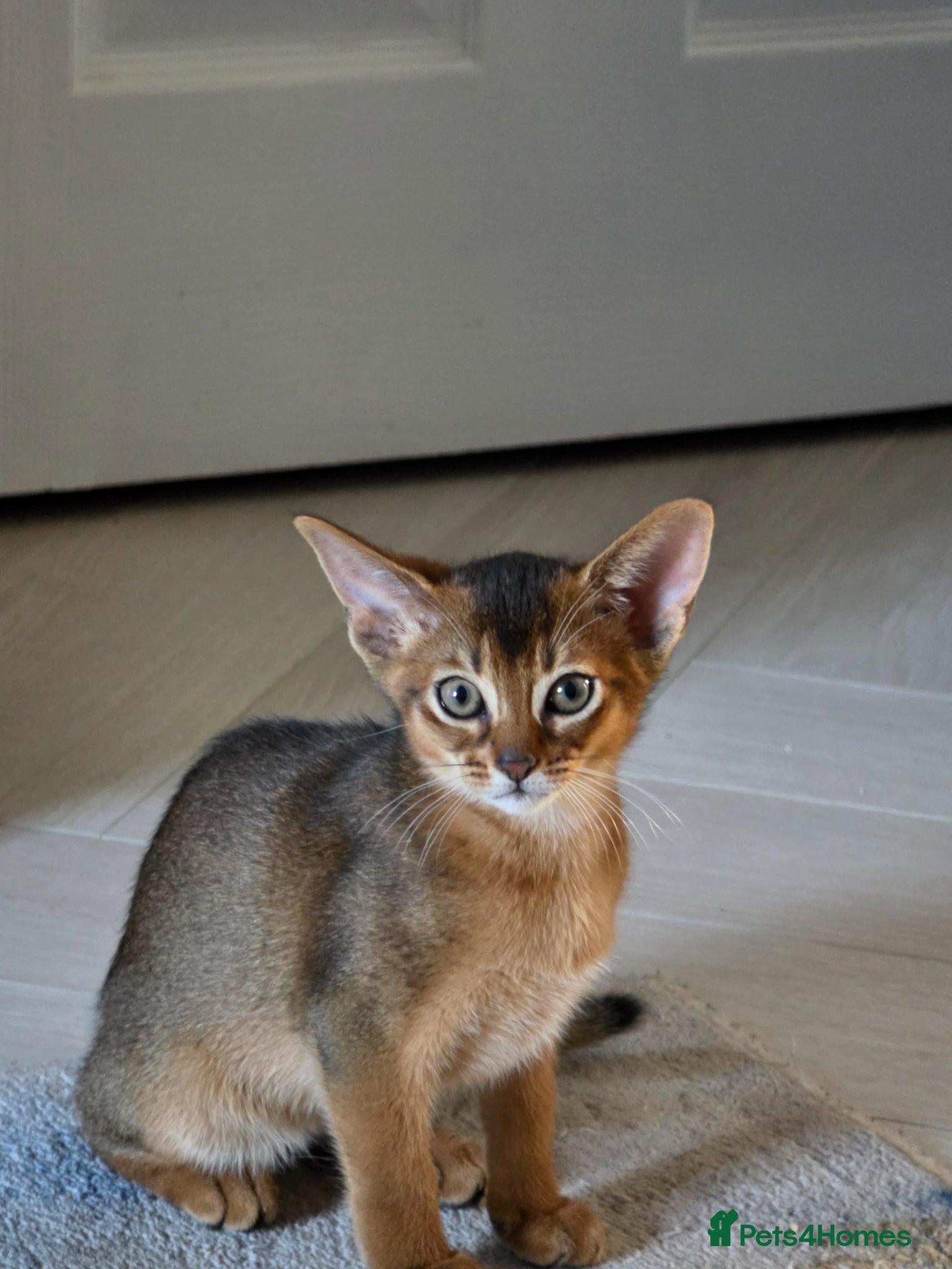 Abyssinian cats Last boy left ⭐️⭐️Pure Abyssinian kittens ⭐️⭐️ - Advert 1