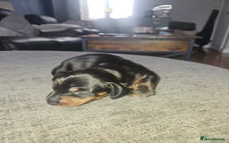 Dachshund dogs for sale: 3/4 Dachsunds  - Image 24