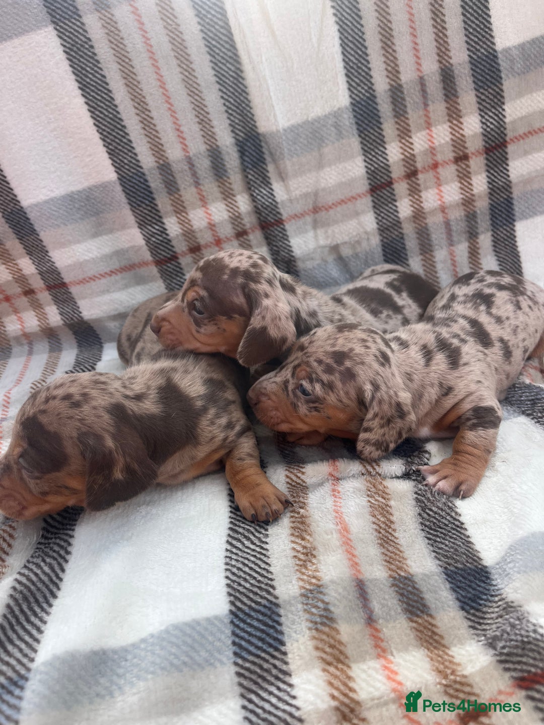 Miniature Dachshund dogs for sale: 5⭐️BREEDERS🏆KCREG🌸6GIRL💙1BOY🩺HEALTH TESTED🧬 - Image 5