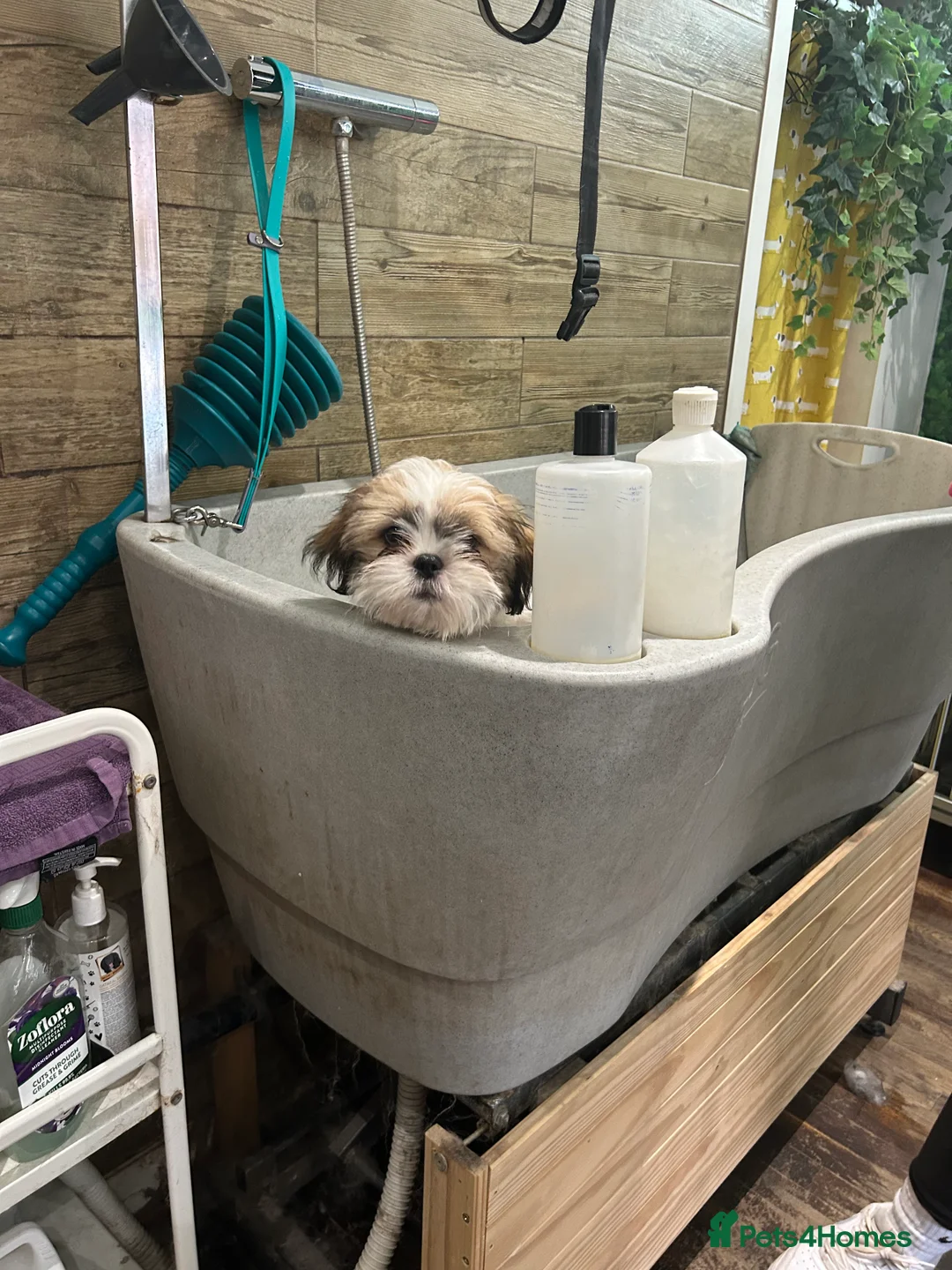 Shih Tzu dogs for sale: Shih Tzu for rehoming - Advert 1