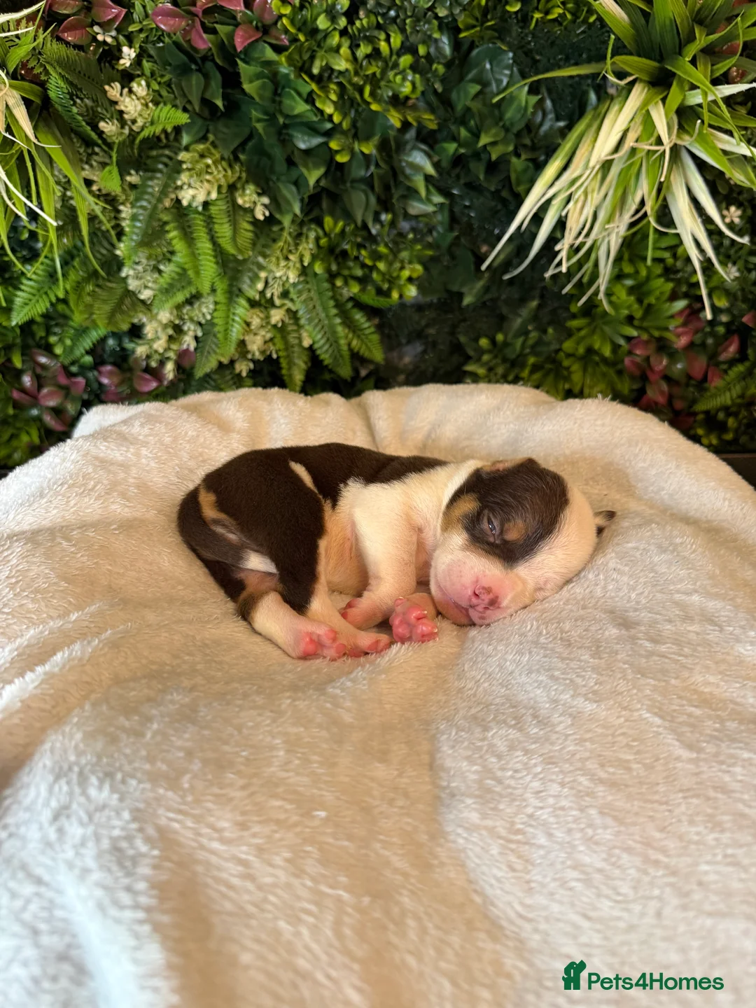 Mixed Breed dogs for sale: Old tyme American bullys - Advert 12