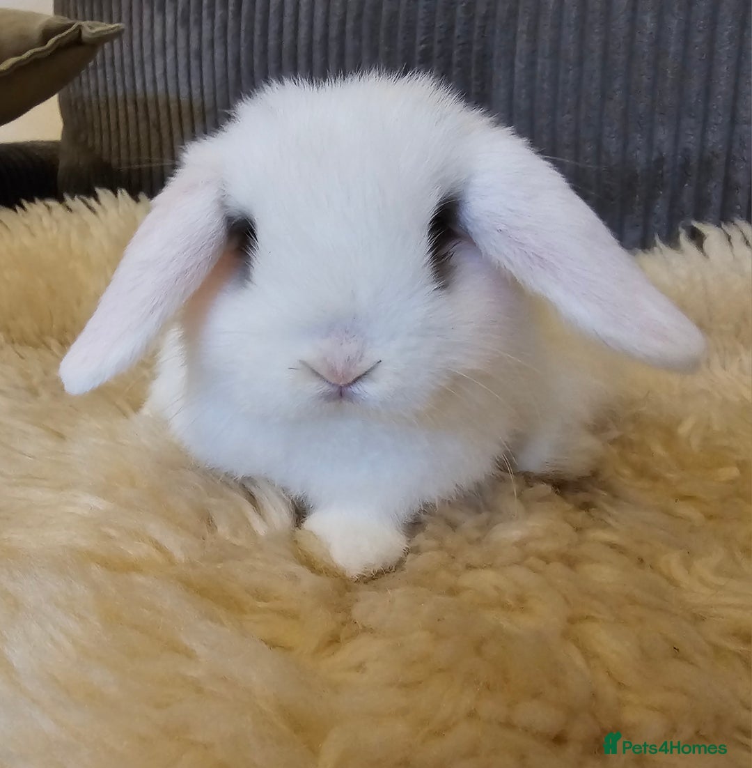 Mini Lop rabbits for sale: Pure bred mini lops  - Advert 4
