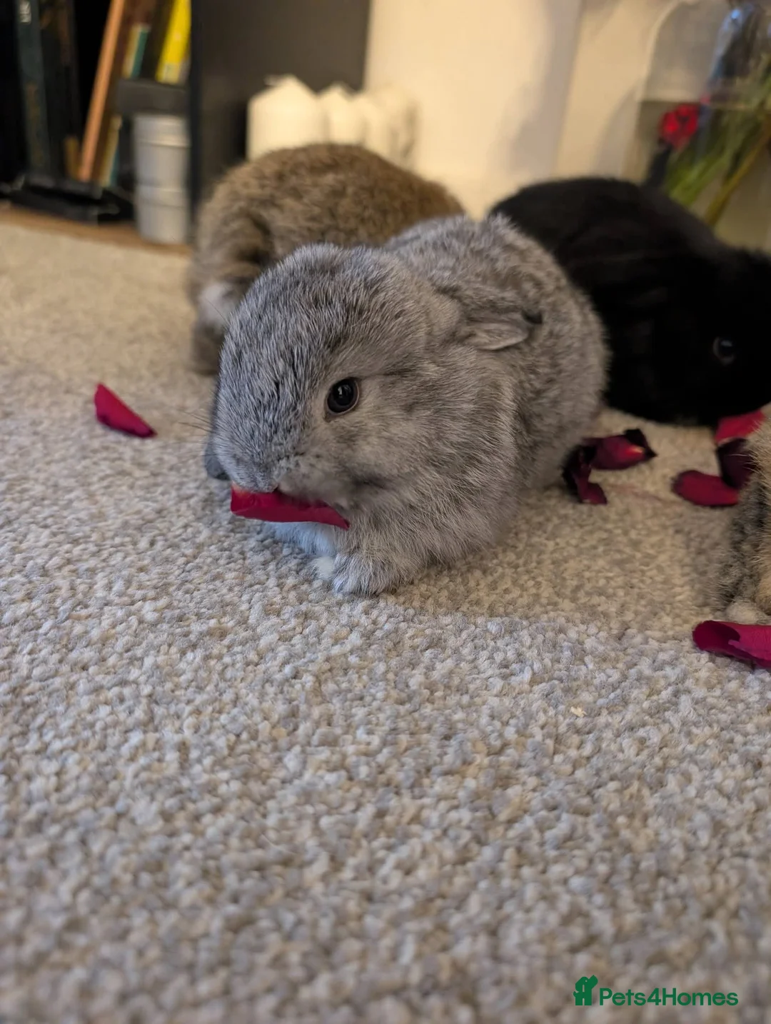 Mini Lop rabbits for sale: Mini lops for sale  - Advert 2