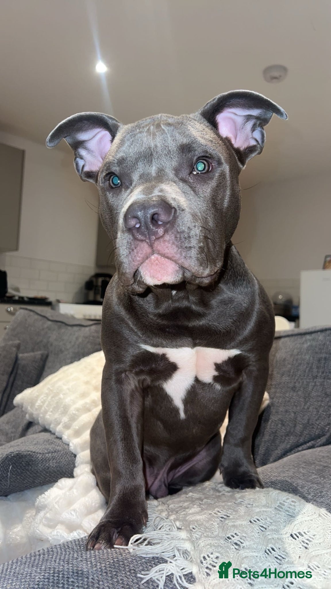 Mixed Breed dogs Pocket Bully X Wnglish Mastiff - Advert 7