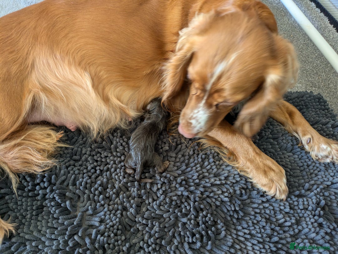 Cocker Spaniel dogs for sale: Chocolate/Chocolate Tan working cocker pups - Advert 17