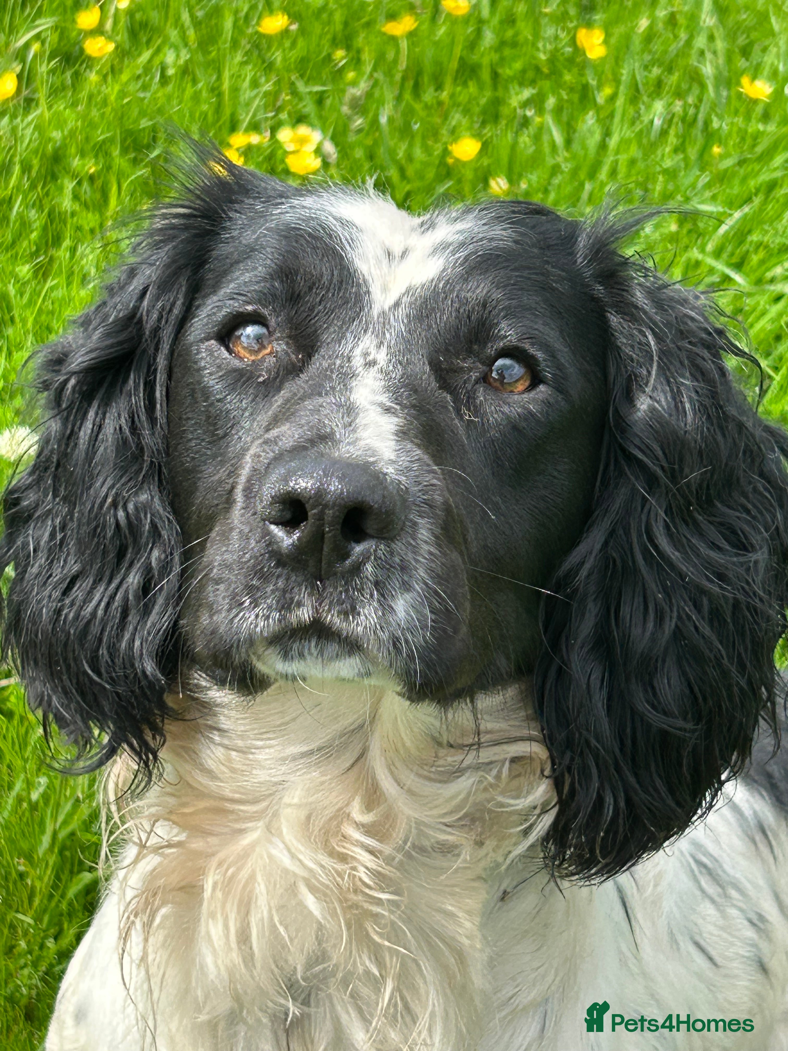 English Springer Spaniel dogs KC Registered Springer Spaniel - Advert 2