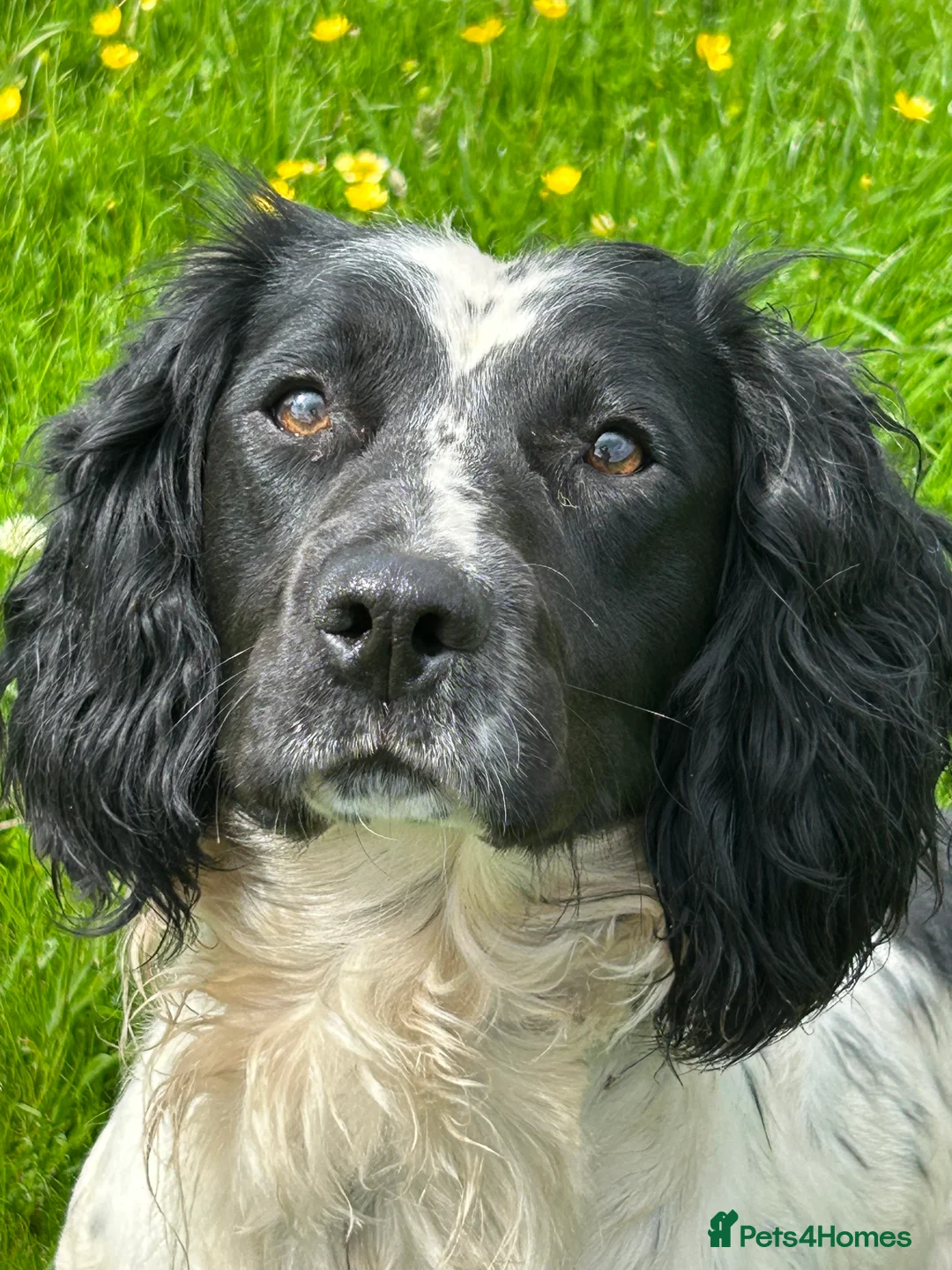 English Springer Spaniel dogs for sale: KC Registered Springer Spaniel - Advert 1