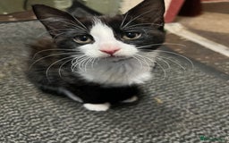 Domestic Shorthair cats for sale: Beautiful Kittens for sale - Image 3