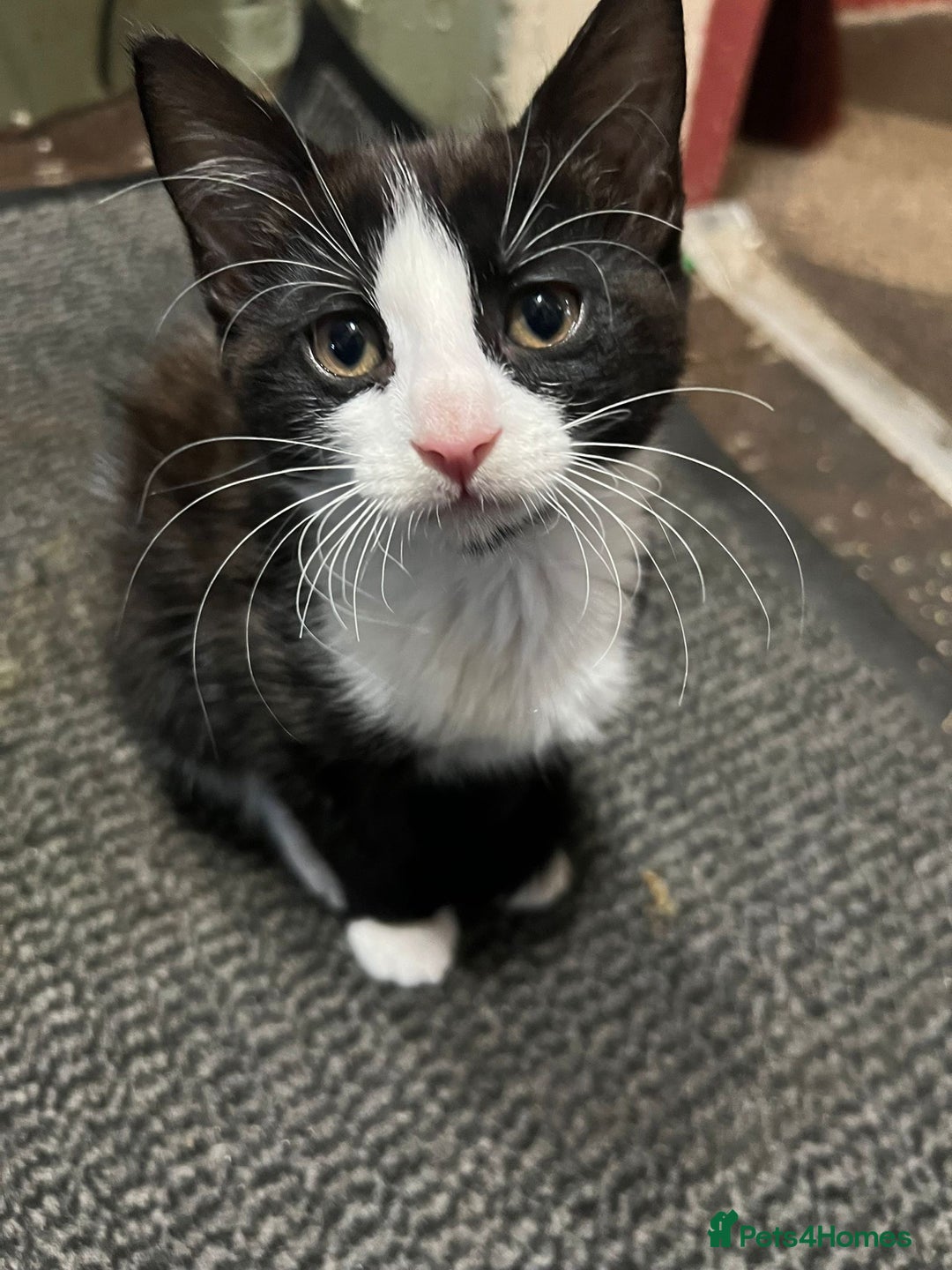 Domestic Shorthair cats for sale: Beautiful Kittens for sale - Image 3