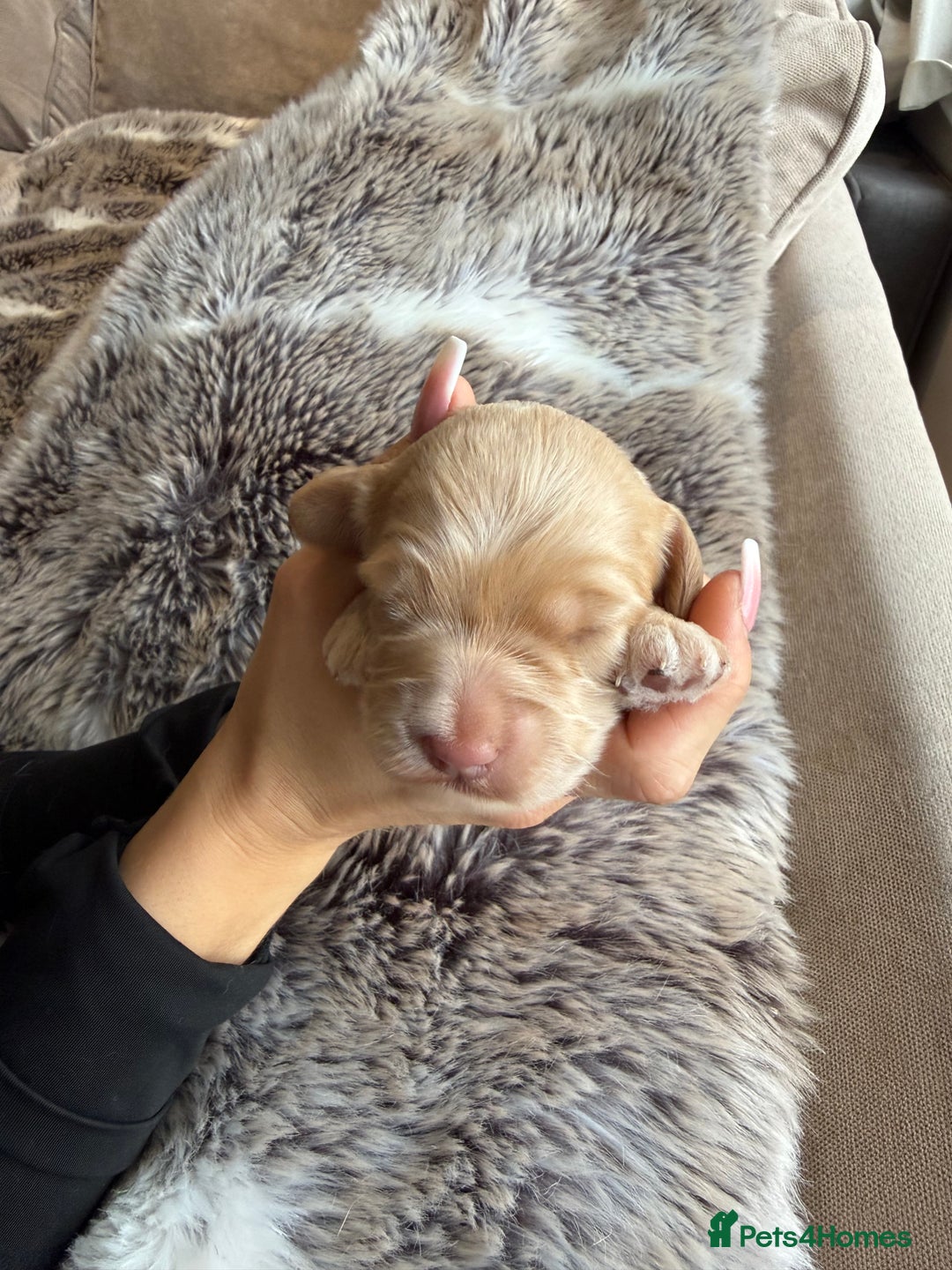 Cockapoo dogs for sale: Merle F1B Cockapoo Puppies - Image 11