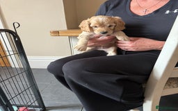 Cockapoo dogs for sale: F2 Cockapoo Puppies - Image 21