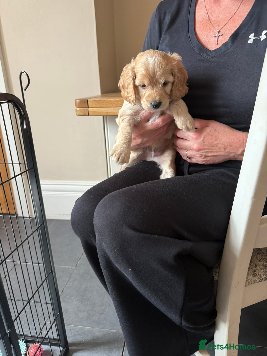 Cockapoo dogs for sale: F2 Cockapoo Puppies - Image 21