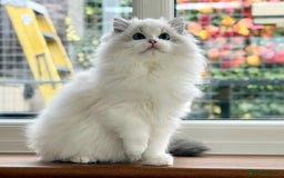 Ragdoll cats for sale: ❤️ Stunning girl ❤️ - Image 9