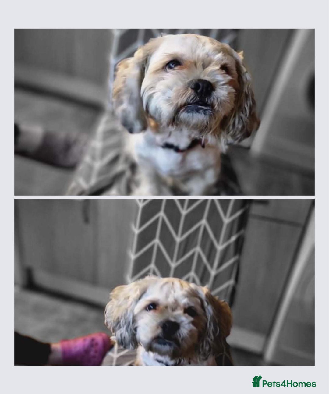 Shih Tzu dogs for sale: Beautiful colours Shihtzu puppies - Image 10
