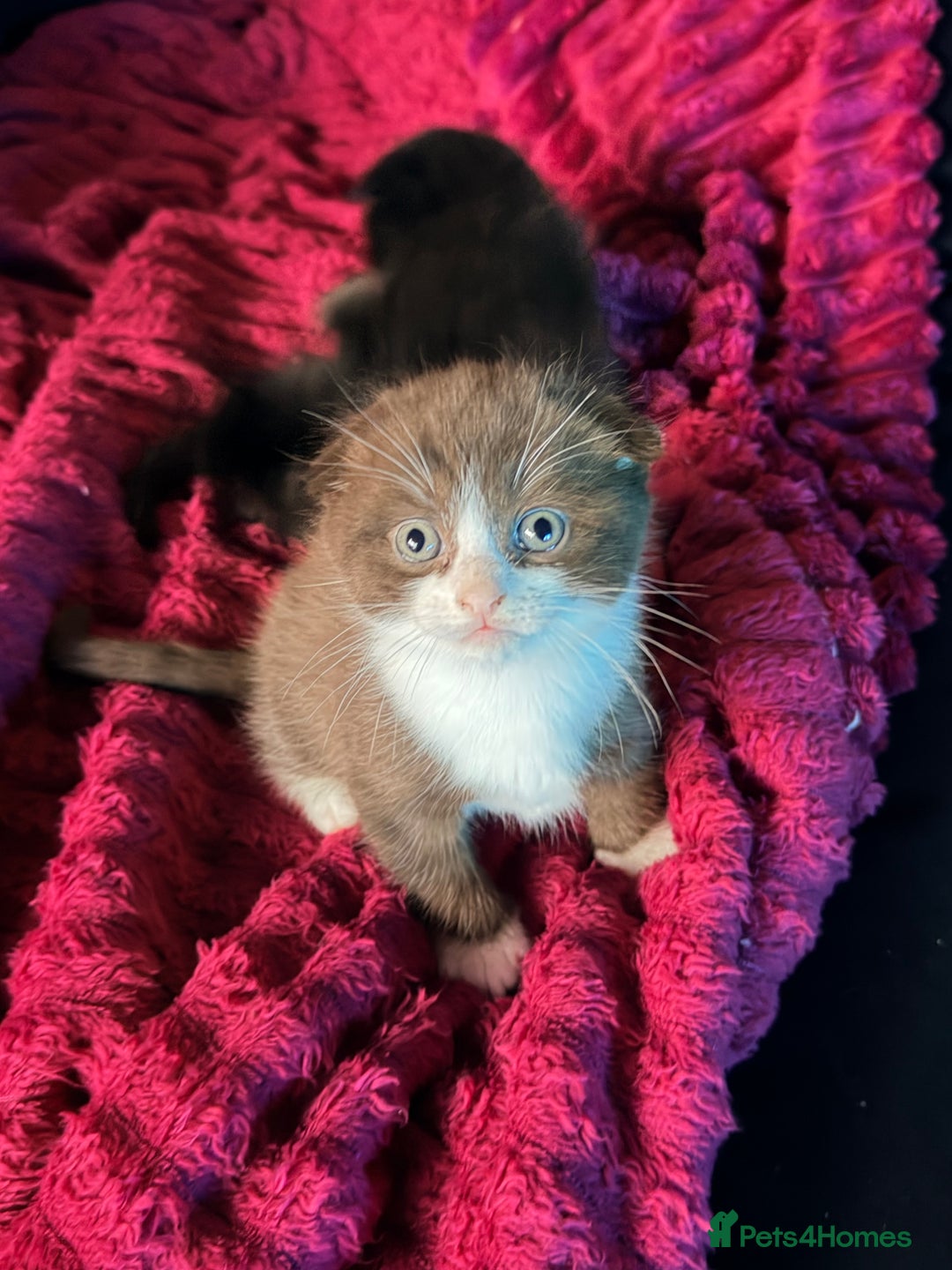 Scottish Fold cats for sale: Scottish Fold kittens  - Advert 15