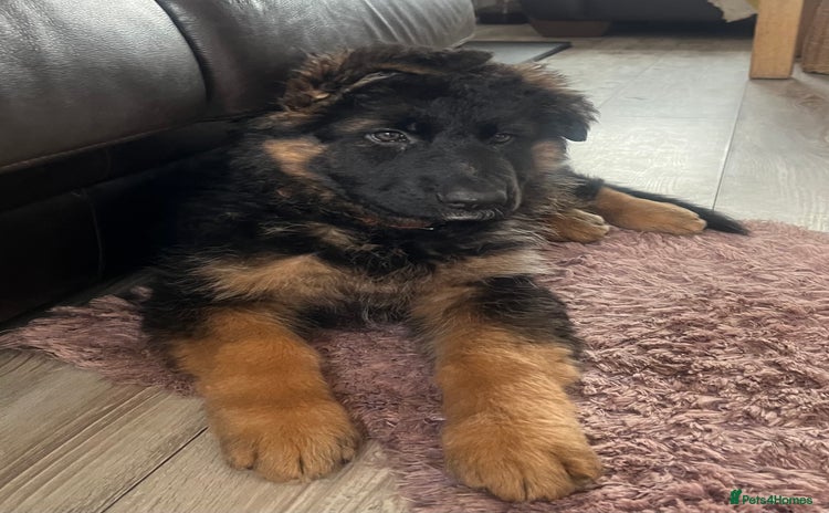 German Shepherd dogs - Advert 6
