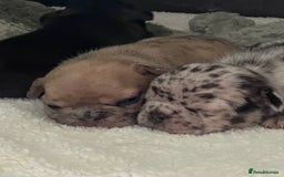 French Bulldog dogs for sale: French Bulldog - Image 5