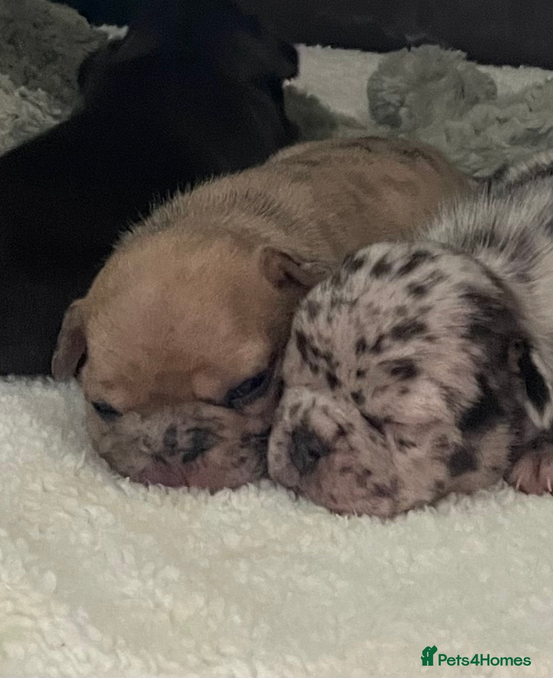 French Bulldog dogs for sale: French Bulldog - Image 5