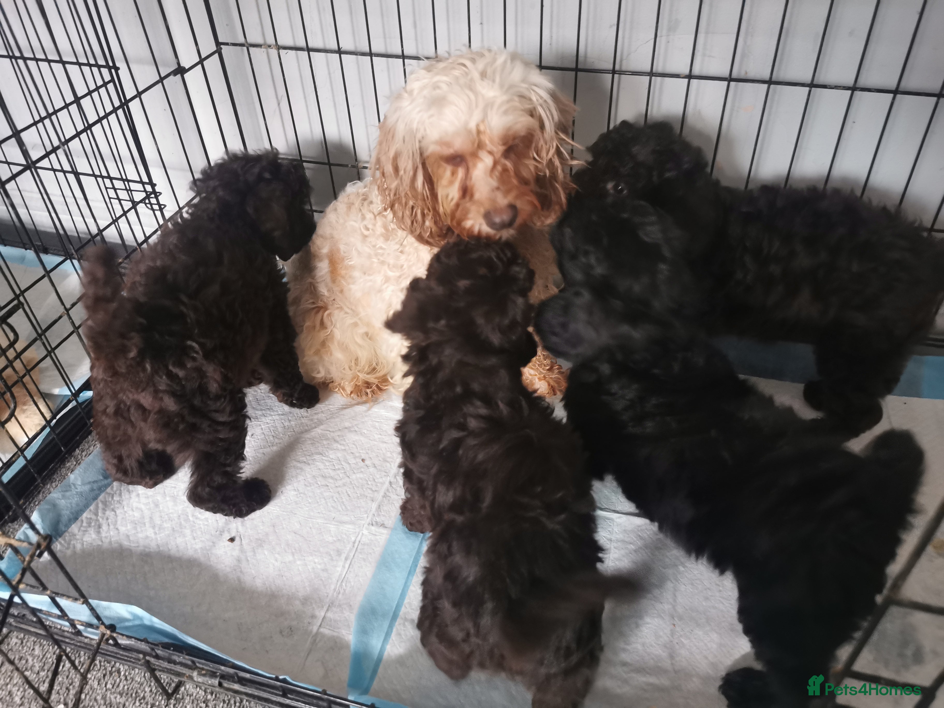 Cockapoo dogs Amazing cockapoo  - Advert 1