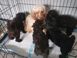 Cockapoo dogs Amazing cockapoo - Advert 1