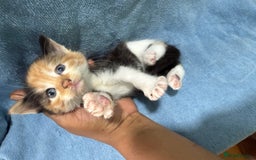 Mixed Breed cats for sale: Mix Calico and tuxedo kitten - Image 4