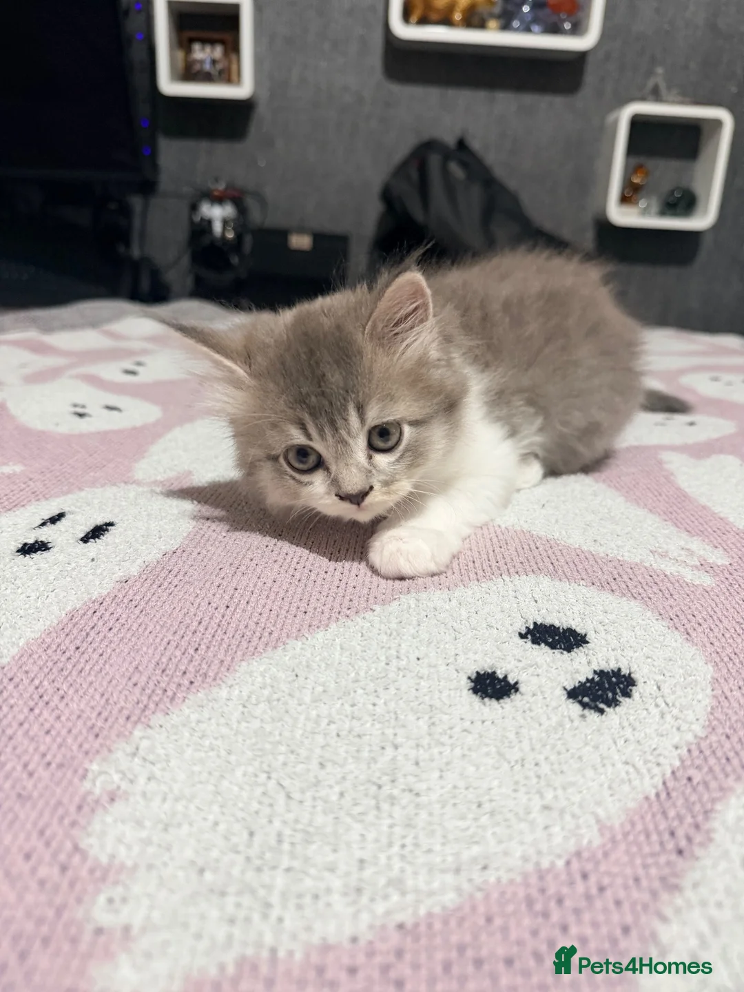 Mixed Breed cats for sale: Beautiful litter of long hair fluffy kitten  - Advert 2