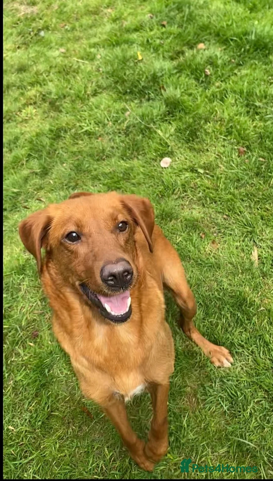 Labrador Retriever dogs for sale: KC fox red labrador pups health tested parents - Advert 2