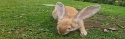 Continental Giant rabbits for sale: Female Orange continental giant 4 months  - Advert 4